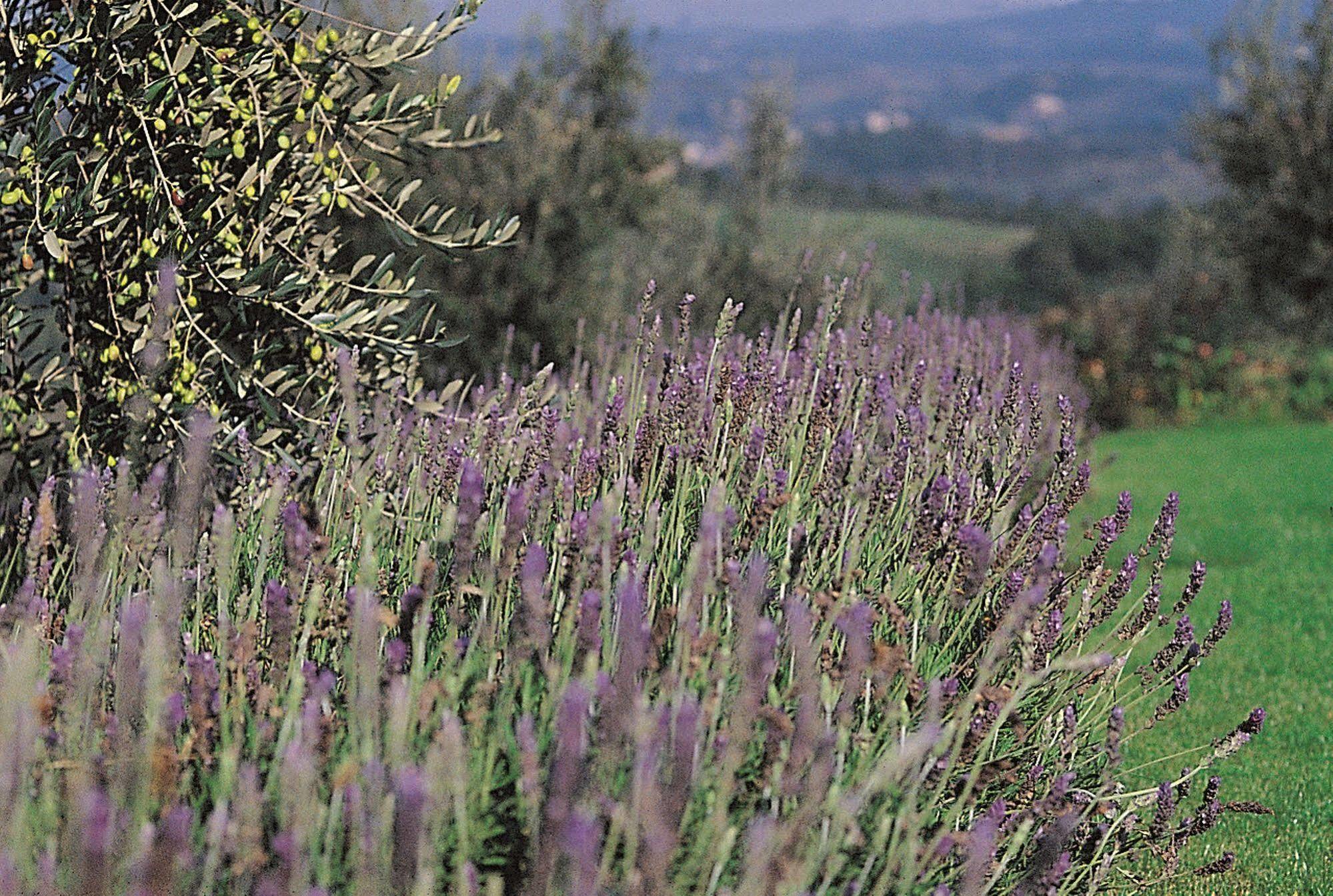 Podere Il Pino Poggibonsi Bagian luar foto